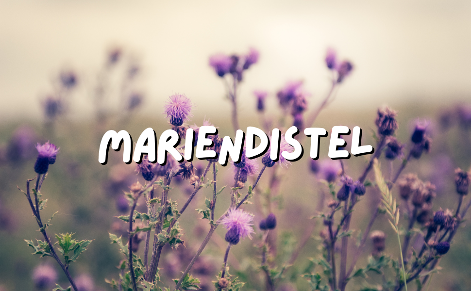 Mariendistel