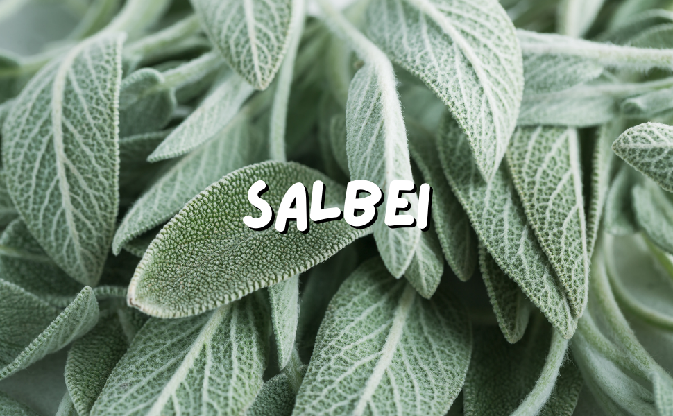 Salbei