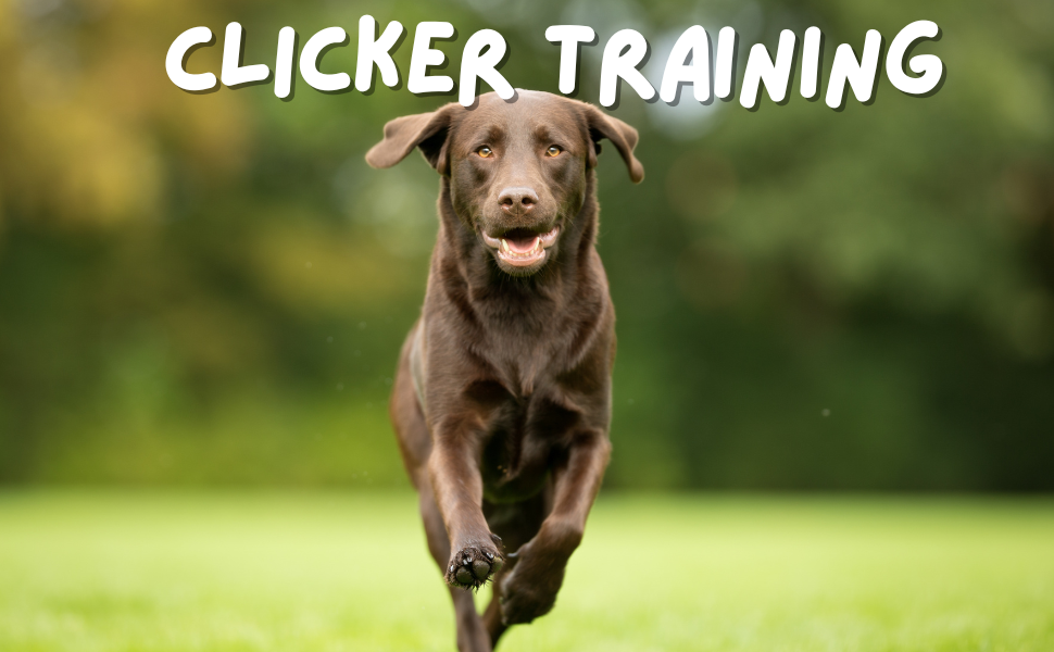 Clickertraining