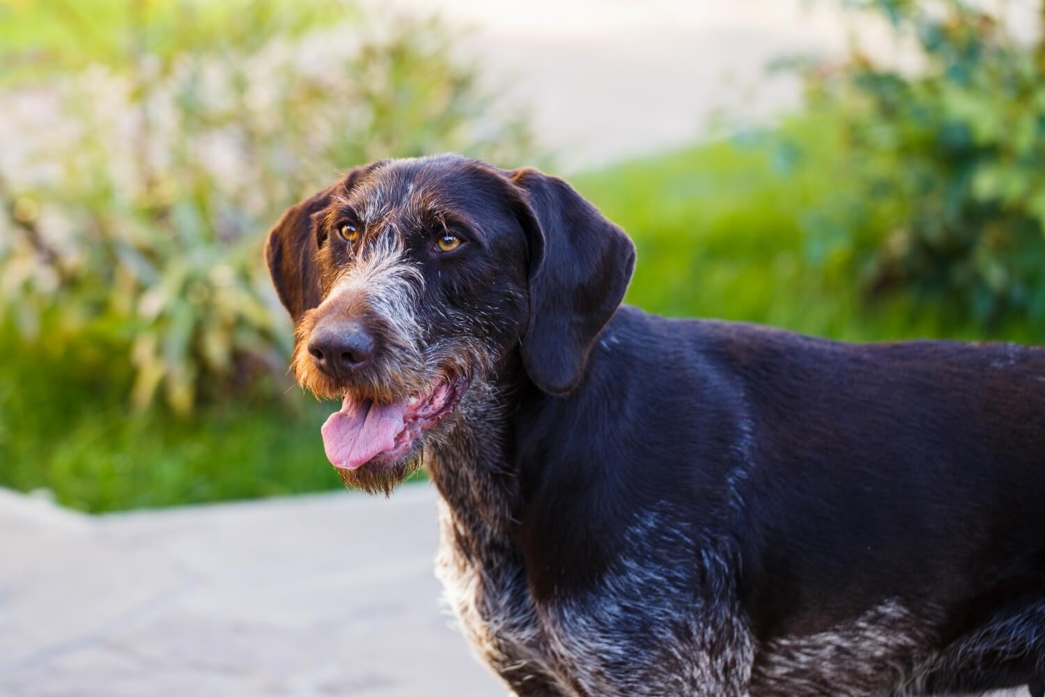 Cooler Typ mit Bart: Deutsch Drahthaar Steckbrief & Futtermenge Tabellen