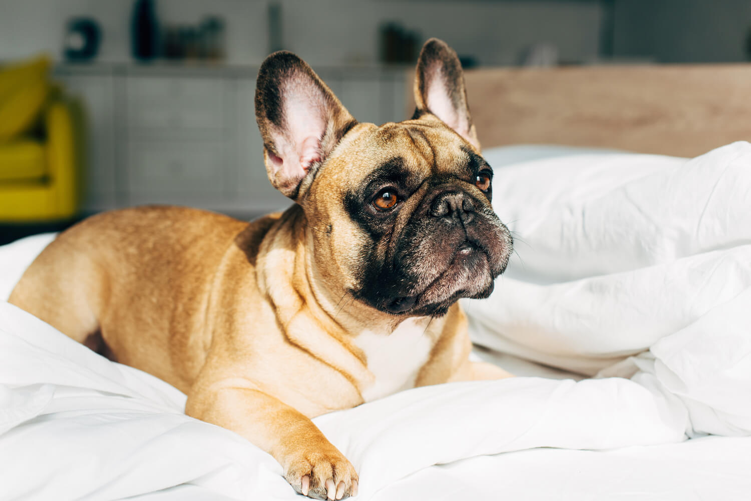 Futtermenge Tabellen & Trockenfutter Empfehlung für Französische Bulldoggen