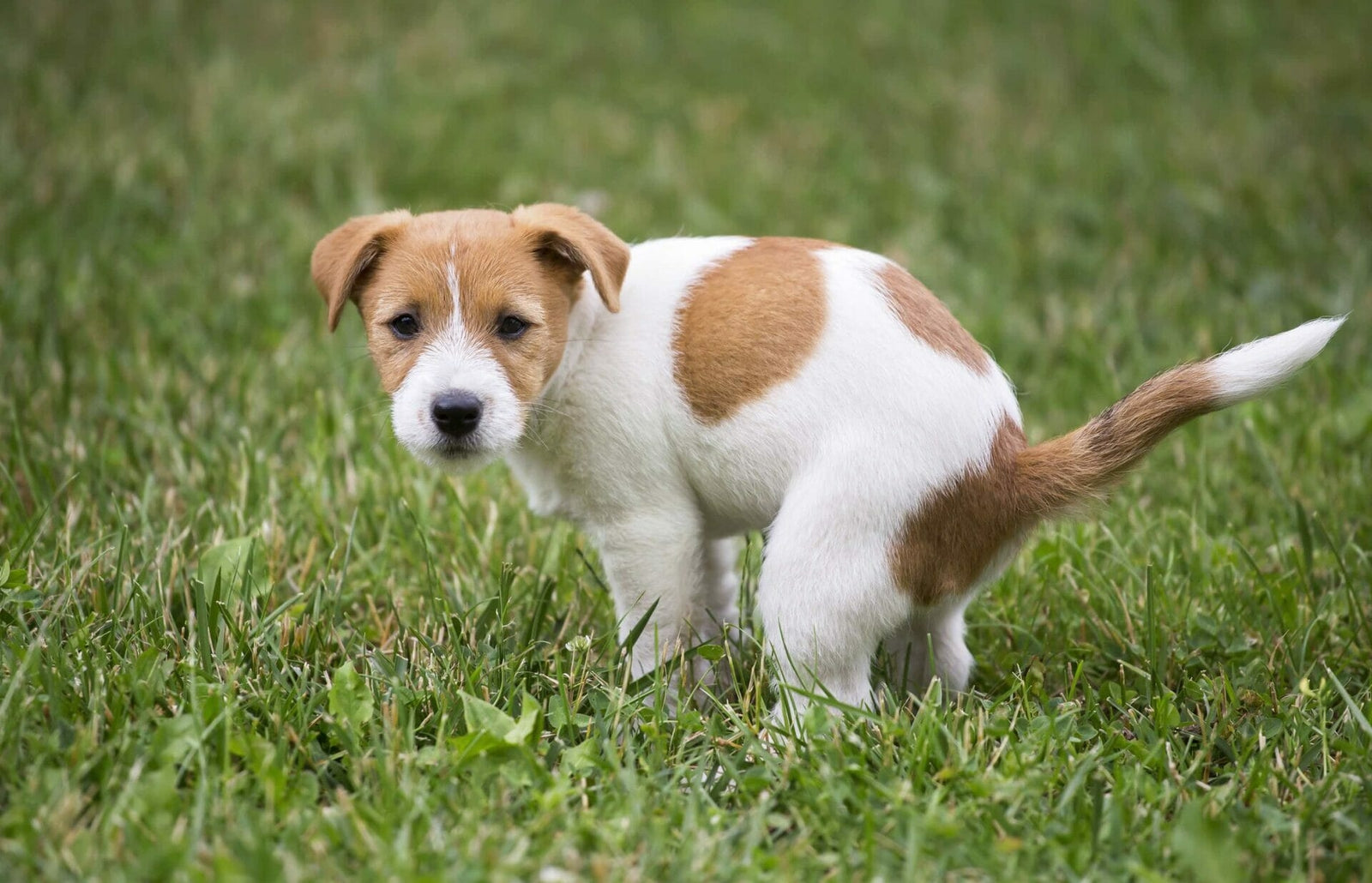 Haarausfall beim Hund - was ist normal, wann ist es krankhaft?