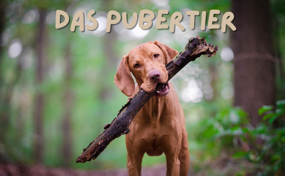 Hund in der Pubertät