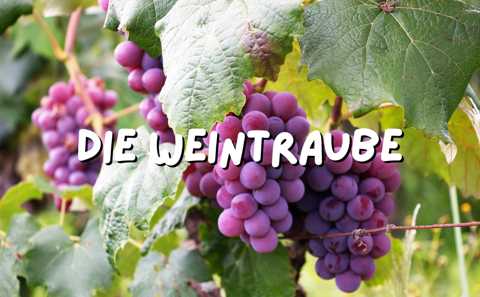 Obst ist gesund - auch für den Hund?  5 Fakten über Weintrauben