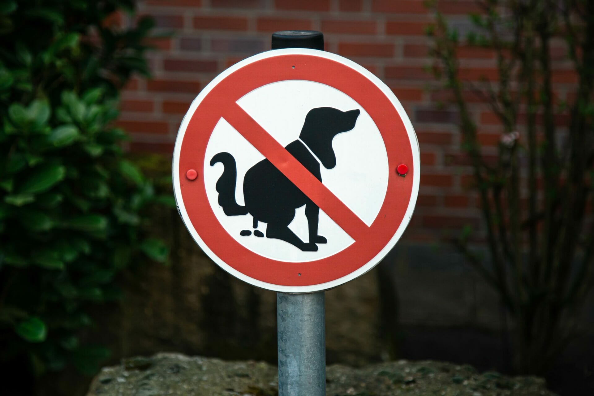 Anzeichen Für Darmverschluss Bei Hunden