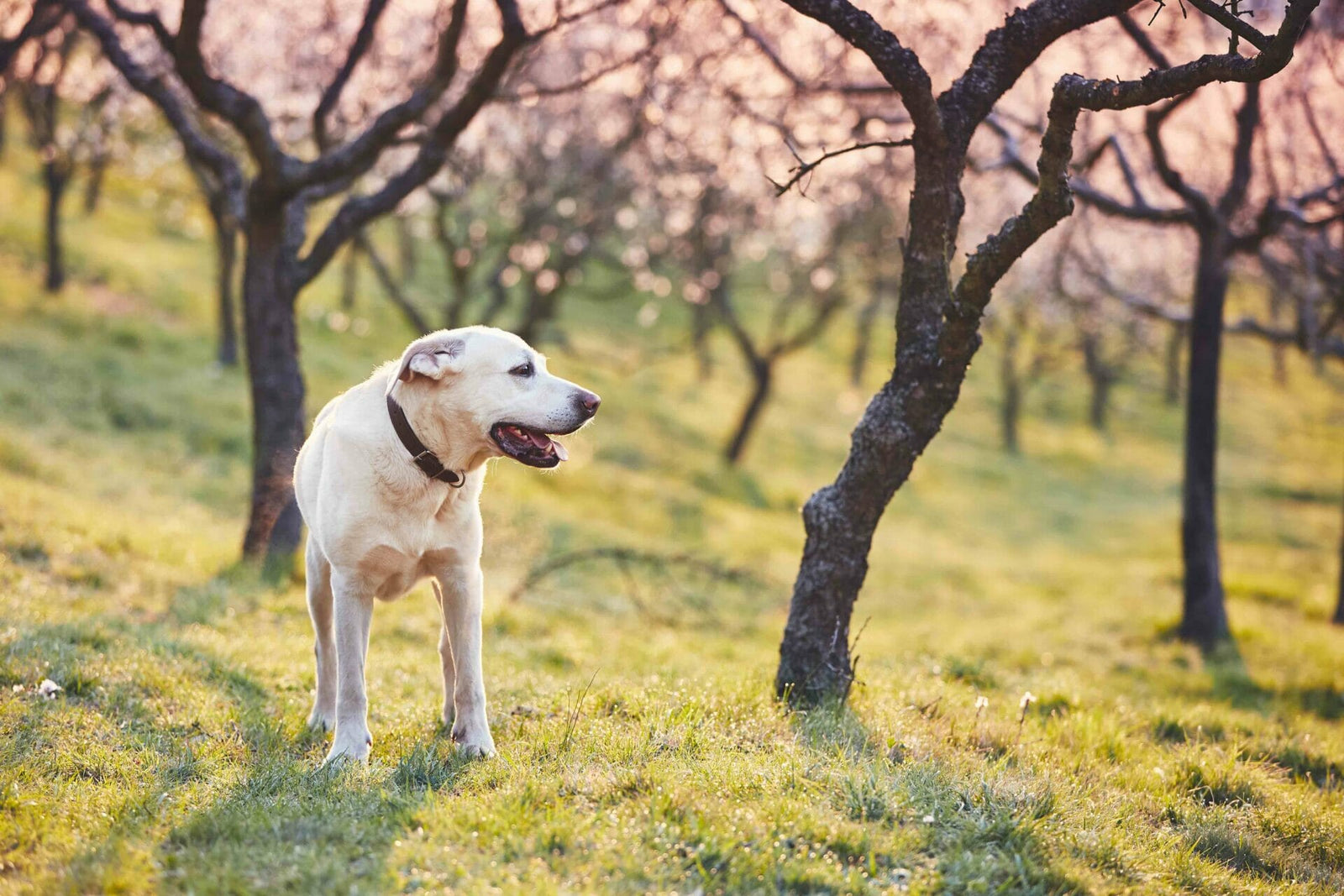 Dysbakterie beim Hund