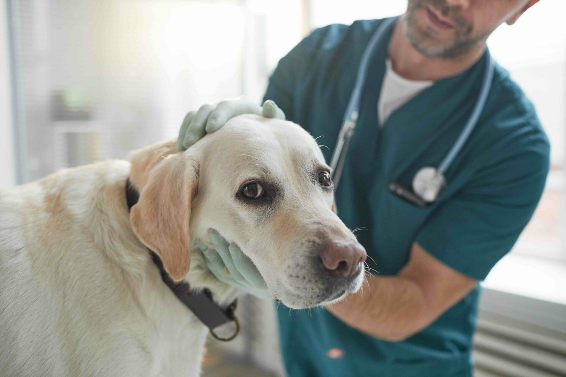 Hund hat Fremdkörper verschluckt – MyPetClub GmbH