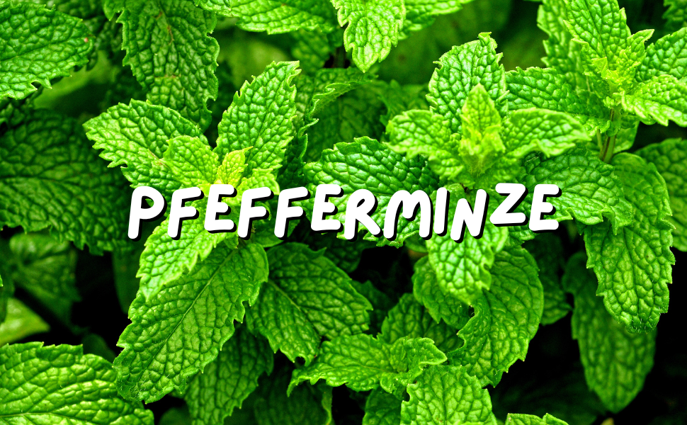 Menthe poivrée pour chiens : un soutien naturel pour une haleine fraîche et une bonne digestion