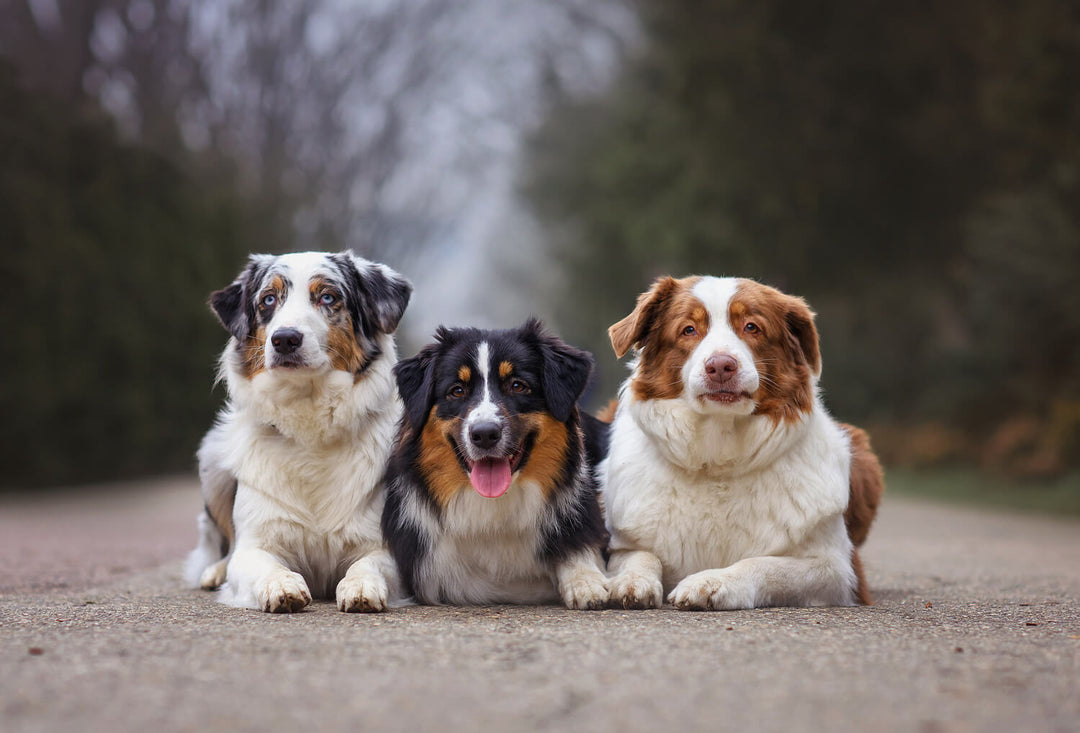 Futtermenge Tabellen & Trockenfutter Empfehlung für Australian Shepherds