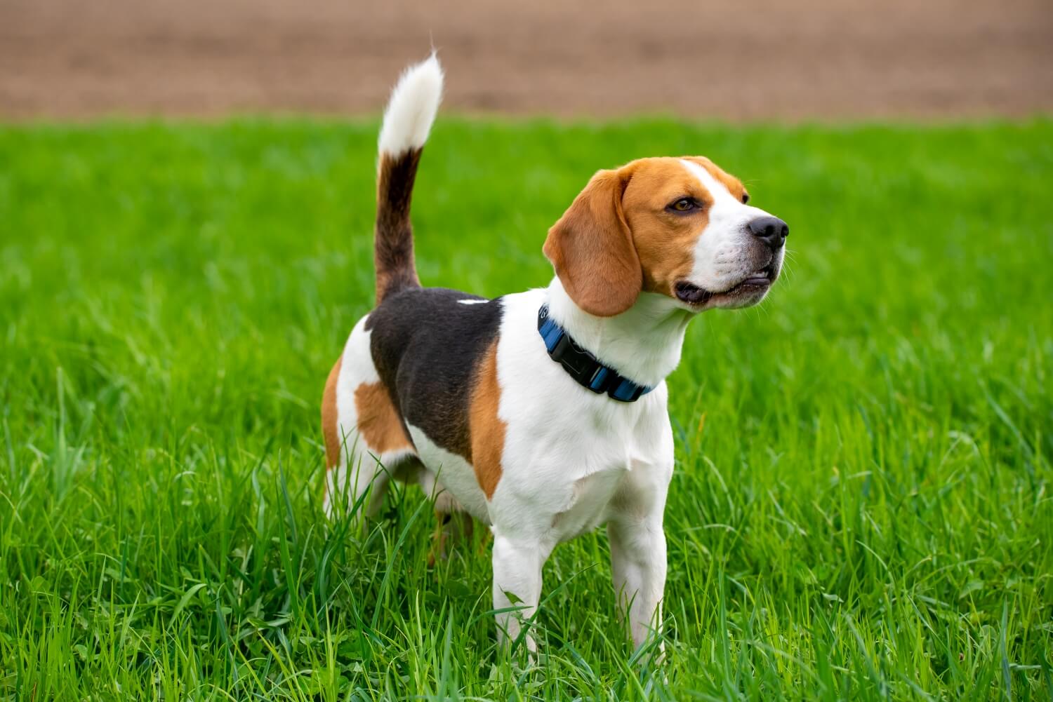 Futtermenge Tabellen für Beagles inklusive Trockenfutter-Empfehlung