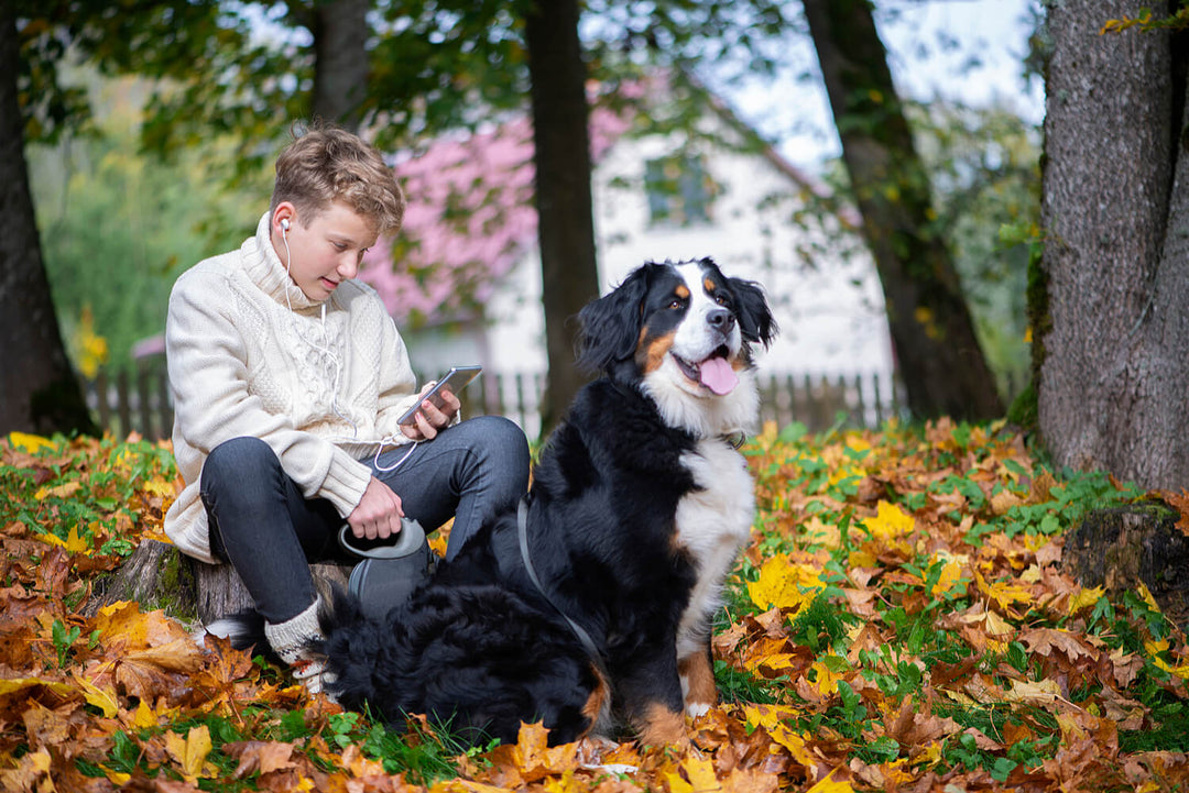 Futtermenge Tabellen & Trockenfutter Empfehlung für den Berner Sennenhund