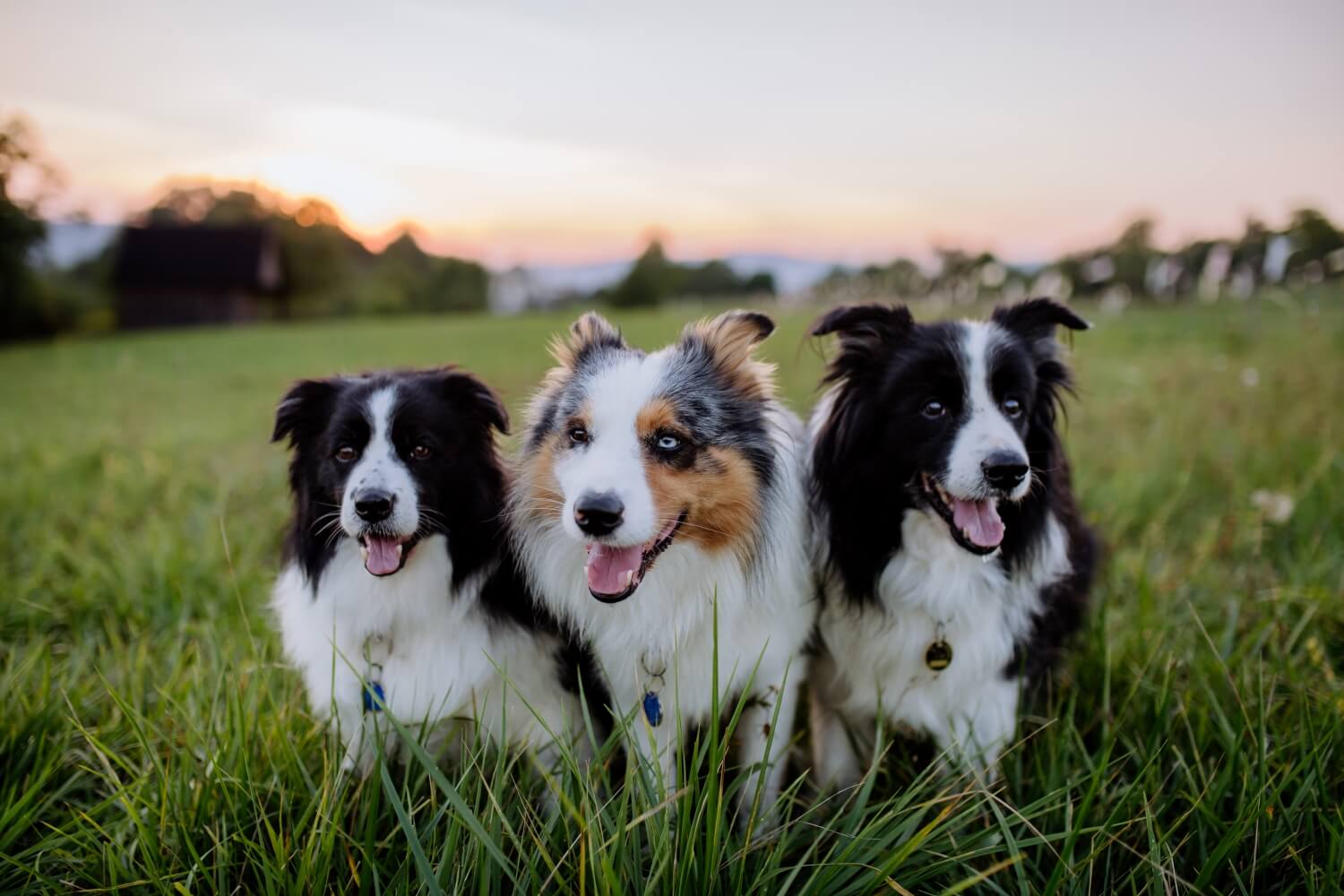 Futtermenge Tabellen für Border Collies