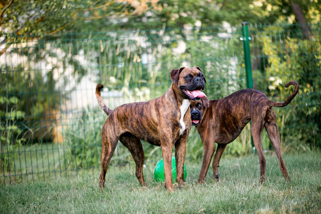 Futtermenge Tabellen & Trockenfutter Empfehlung für Boxer