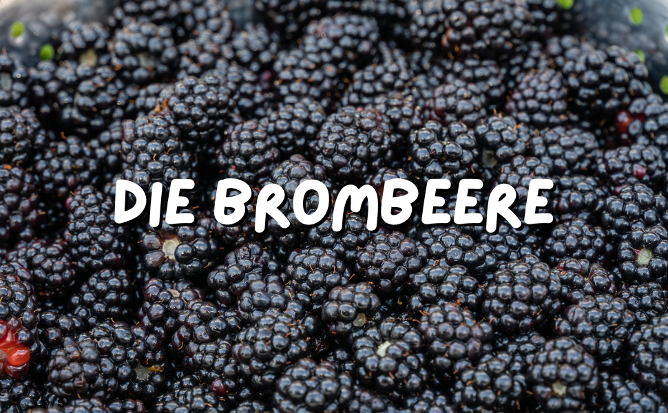Brombeere Hund