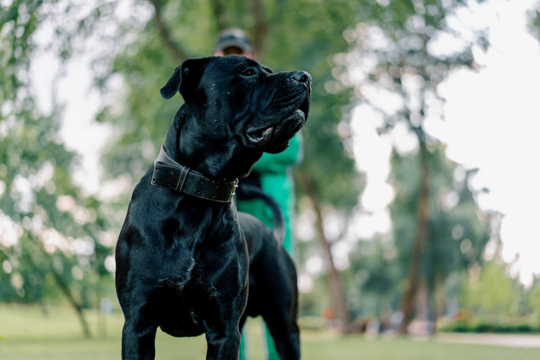 Futtermenge Tabellen & Trockenfutter Empfehlung für den Cane Corso