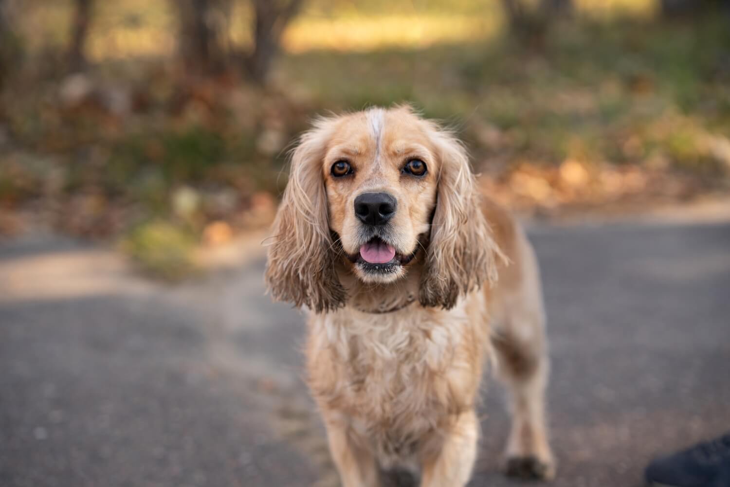 Futtermenge Tabellen für Cocker Spaniels inklusive Trockenfutter-Empfehlung