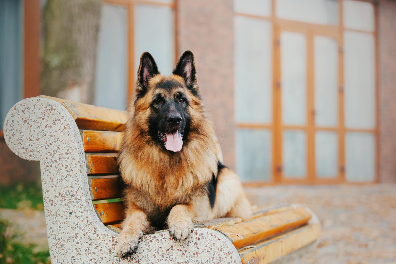 Futtermenge Tabellen & Trockenfutter Empfehlung für Deutschen Schäferhunde