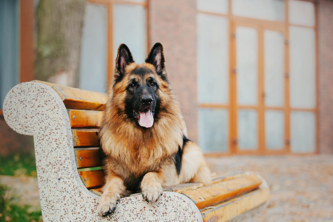 Schäferhund Futter: Futtermenge & Empfehlungen für Deutschen Schäferhund