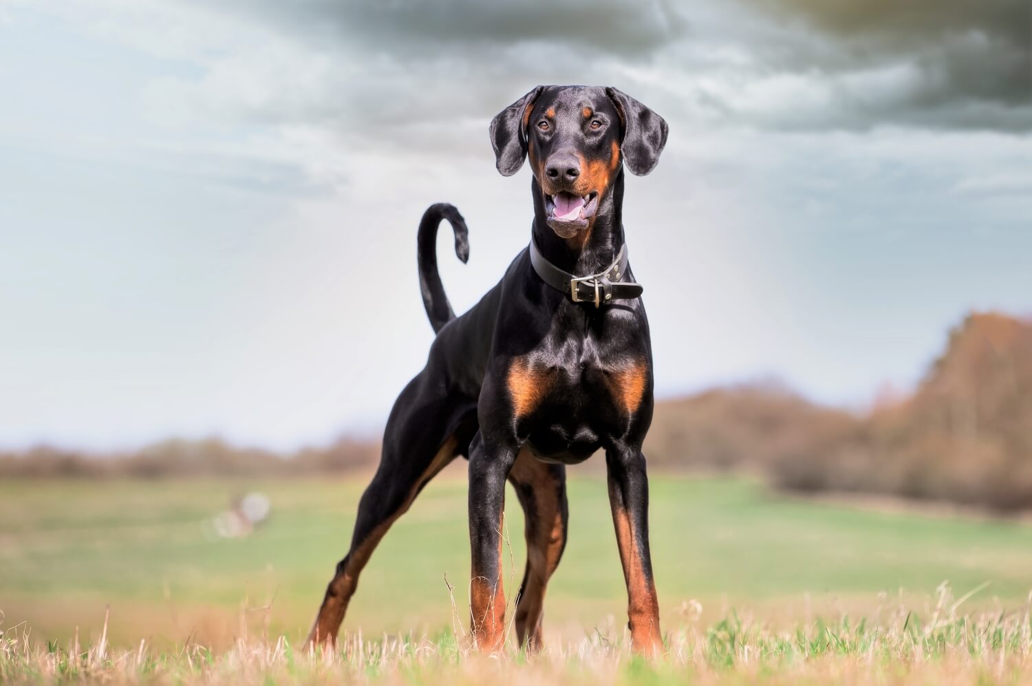Dobermann Futter: Ernährung, Futtermenge & Empfehlungen für Dobermänner