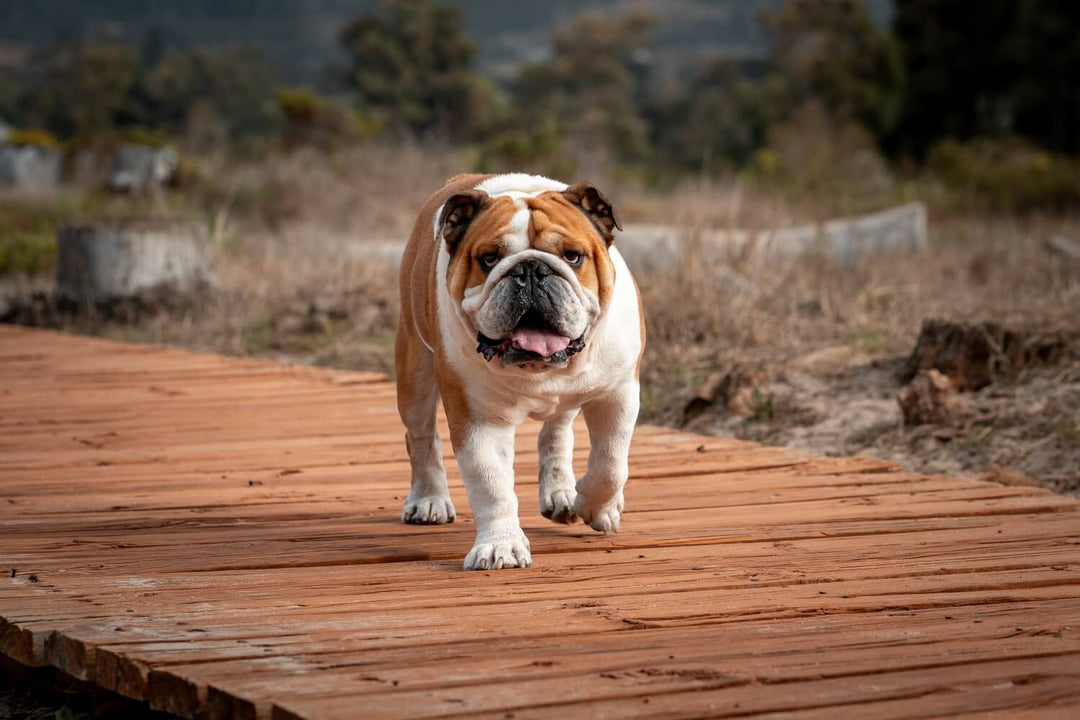 Futtermenge Tabellen & Trockenfutter Empfehlung für Englische Bulldoggen