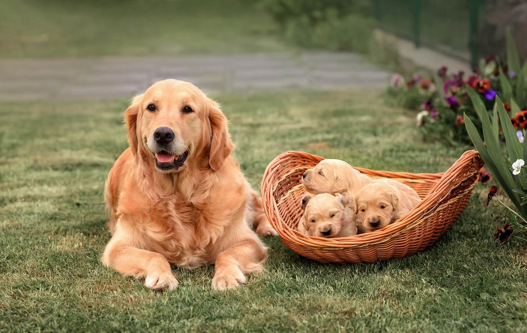 Futtermenge Tabelle für Golden Retriever & Trockenfutter Empfehlung