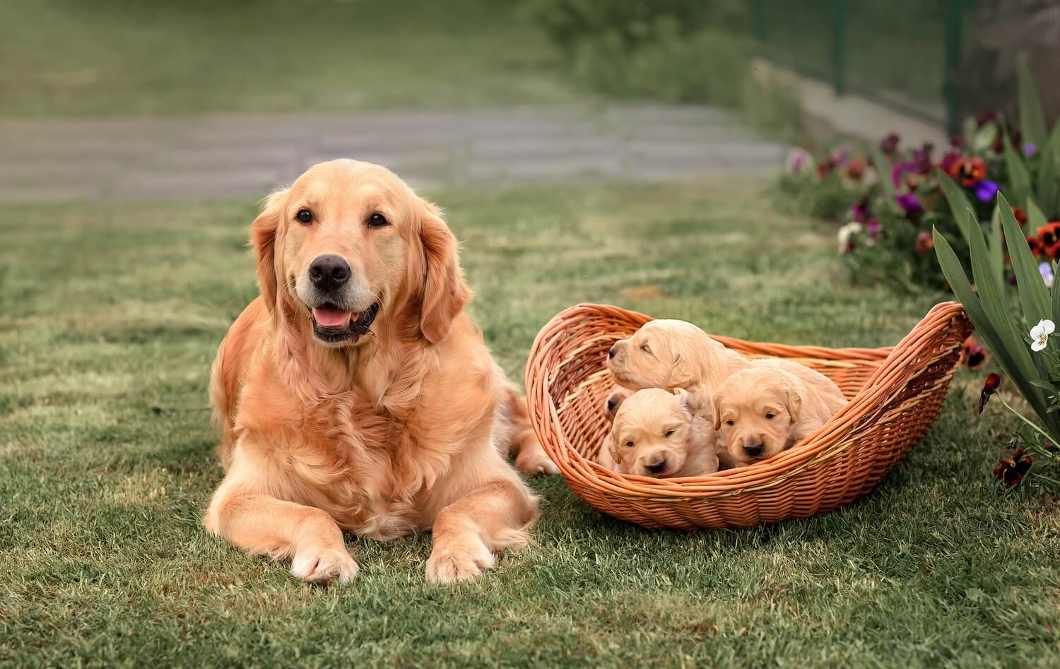 Futtermenge Tabelle für Golden Retriever & Trockenfutter Empfehlung