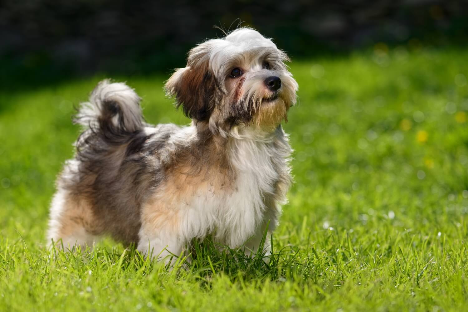 Schöner Havaneser Hund steht draußen auf einer grünen Wiese