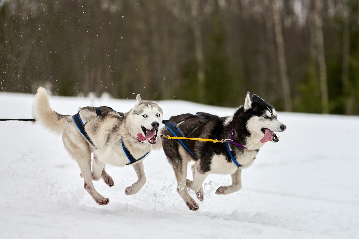 Futtermenge Tabellen & Trockenfutter Empfehlung für Huskys