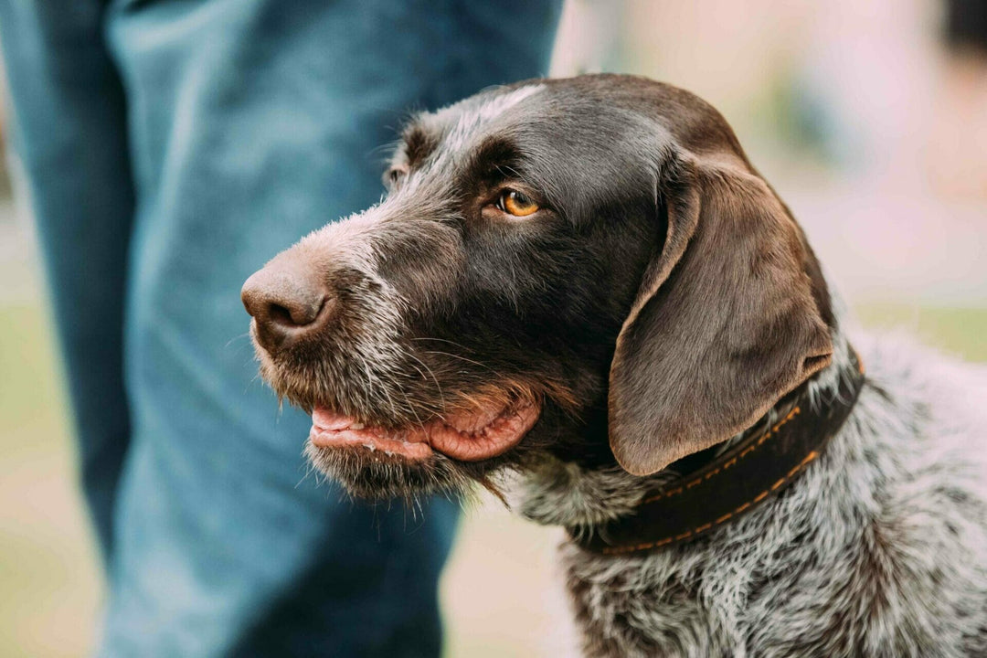 Jagdhundefutter & Ernährung Sporthunde