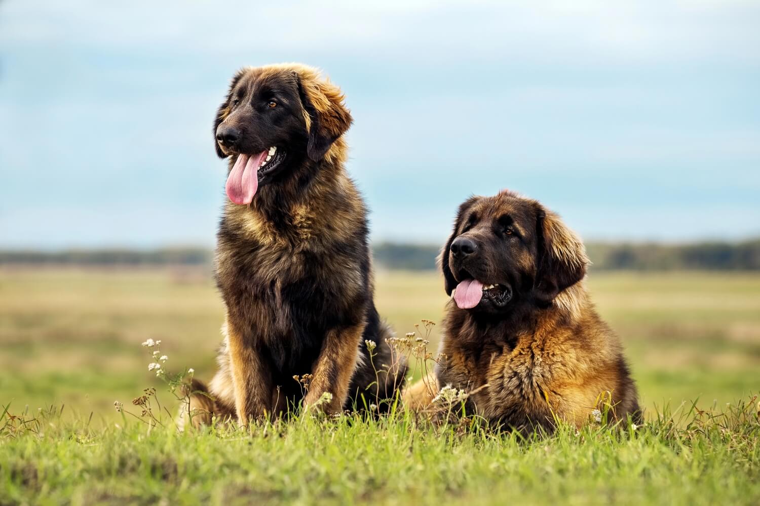 Futtermenge Tabellen & Trockenfutter Empfehlung für Leonberger