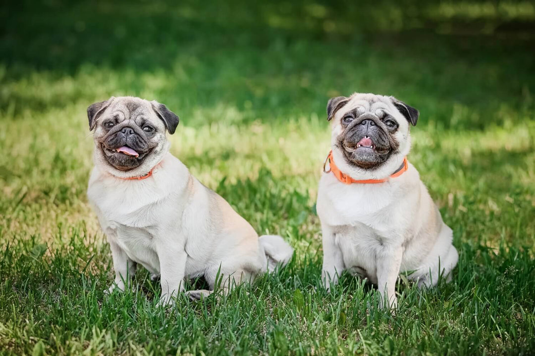 Futtermenge Tabellen für Deinen Mops inklusive Trockenfutter-Empfehlung