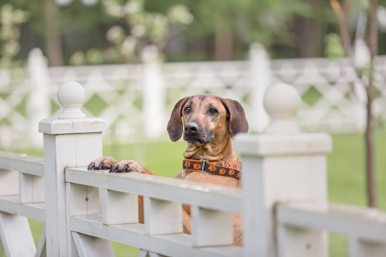 Futtermenge Tabellen & Trockenfutter Empfehlung für Rhodesian Ridgebacks