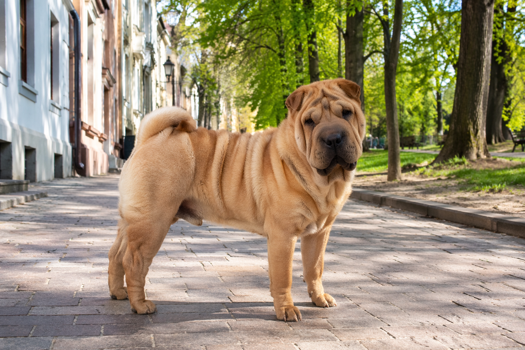 Ernährung beim Shar Pei – Alles, was Sie wissen müssen