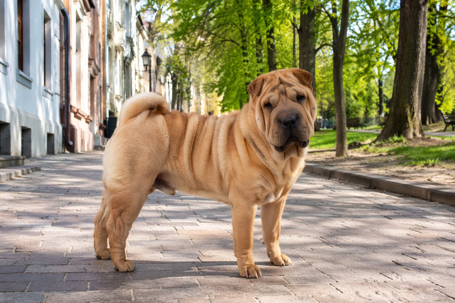 Fotorealistisches KI-Bild eines Shar Pei Hundes, der auf einer sonnigen kleinen Straße mit Park im Hintergrund steht und in die Kamera schaut. 