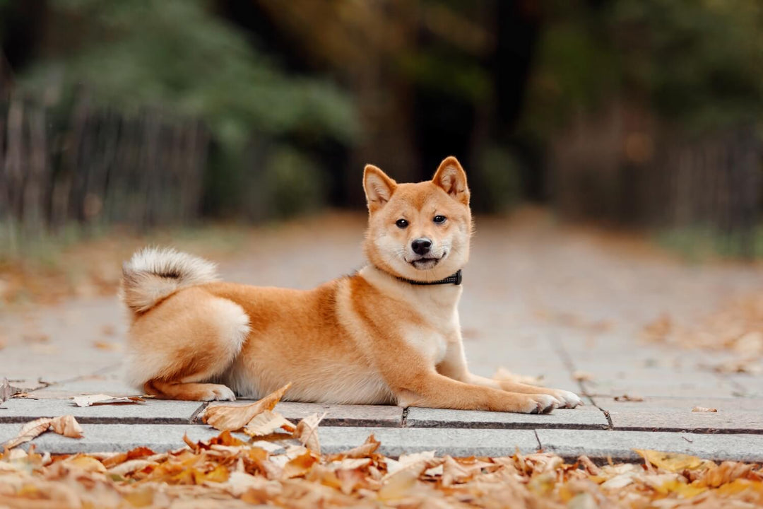 Ein schlauer Fuchs: Der Shiba Inu im Rasseportrait inkl. Steckbrief und Futtermenge Tabellen