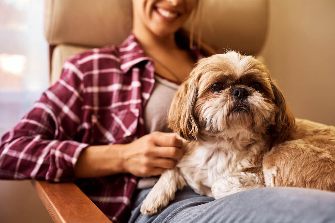 Futtermenge Tabellen & Trockenfutter Empfehlung für Shih Tzus