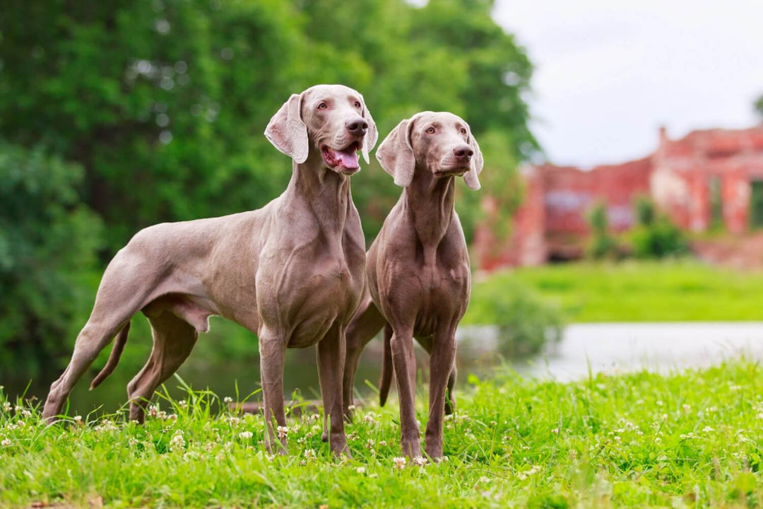 Futtermenge Tabellen & Trockenfutter Empfehlung für Weimaraner