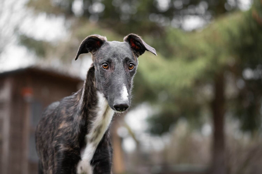 Futtermenge Tabellen & Trockenfutter Empfehlung für Windhunde