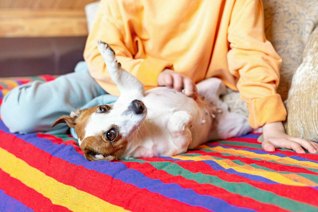 Mastitis beim Hund