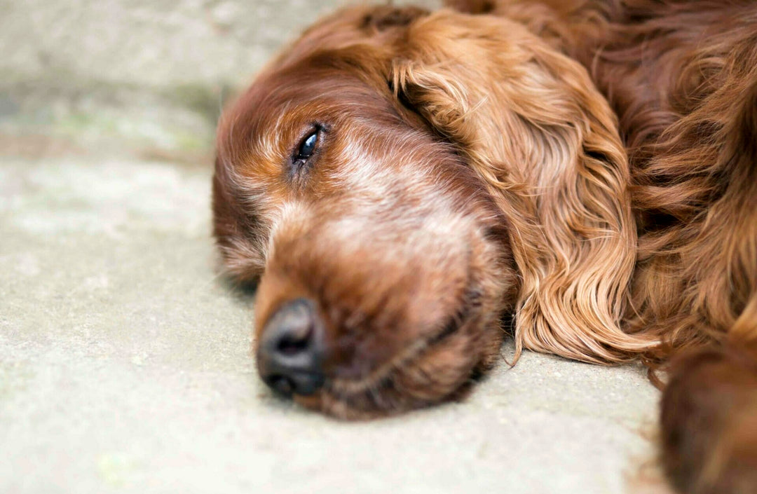 Ernährung von alten Hunden