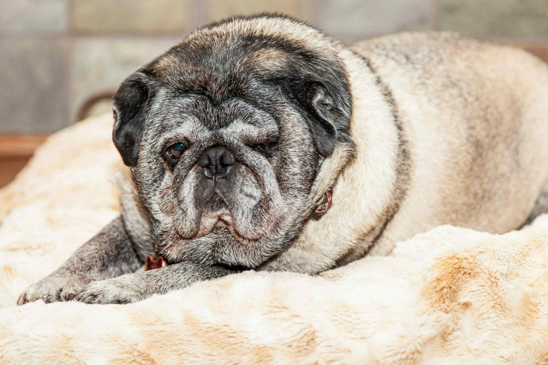 Adipositas beim Hund