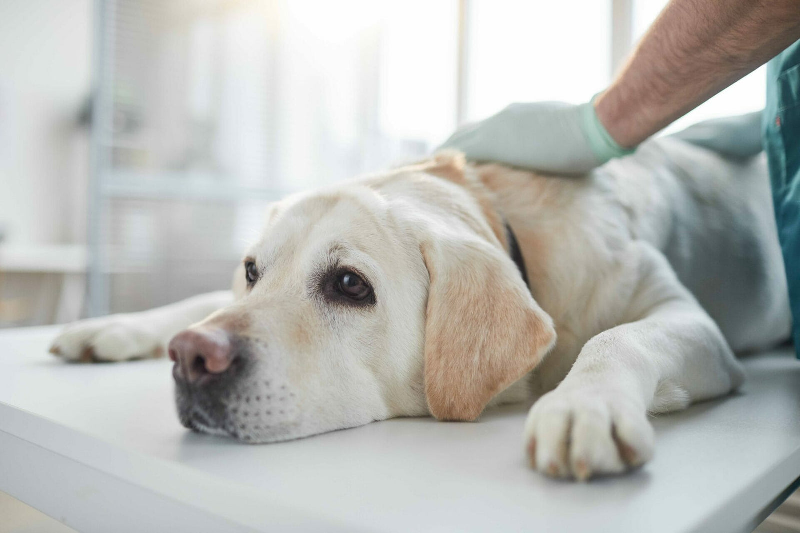 Hals- und Rachenenzündung bei Hunden