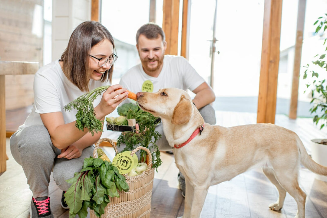 Verdauung bei Hunden