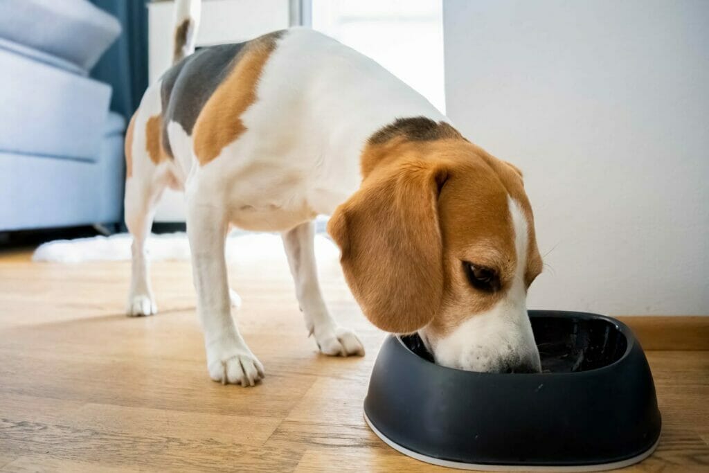 BARF für Hunde