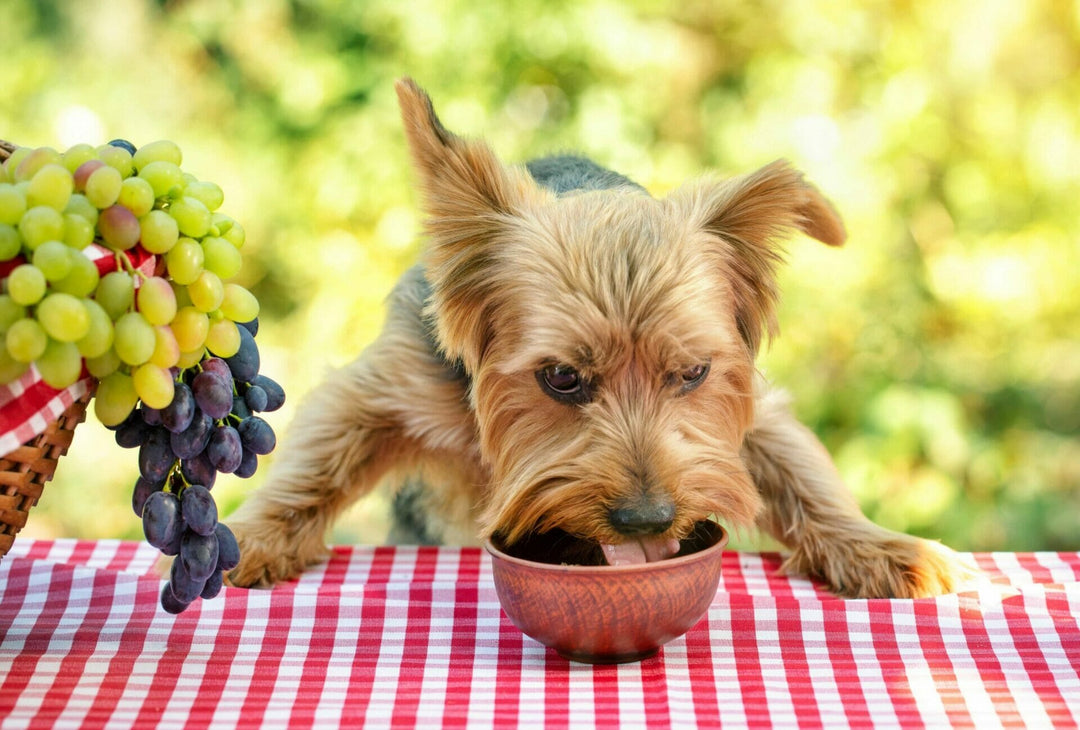 Perverser Appetit beim Hund