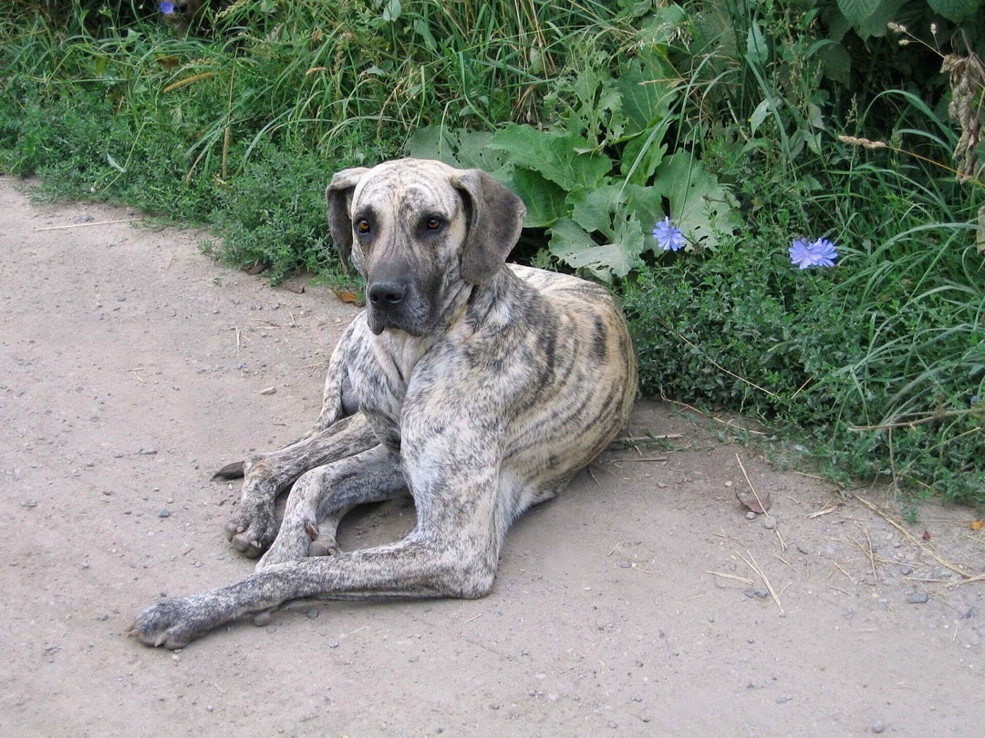 Pankreasinsuffizienz bei Hunden