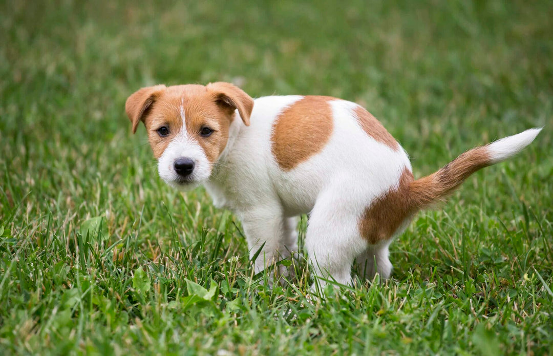 Durchfall bei Hunden