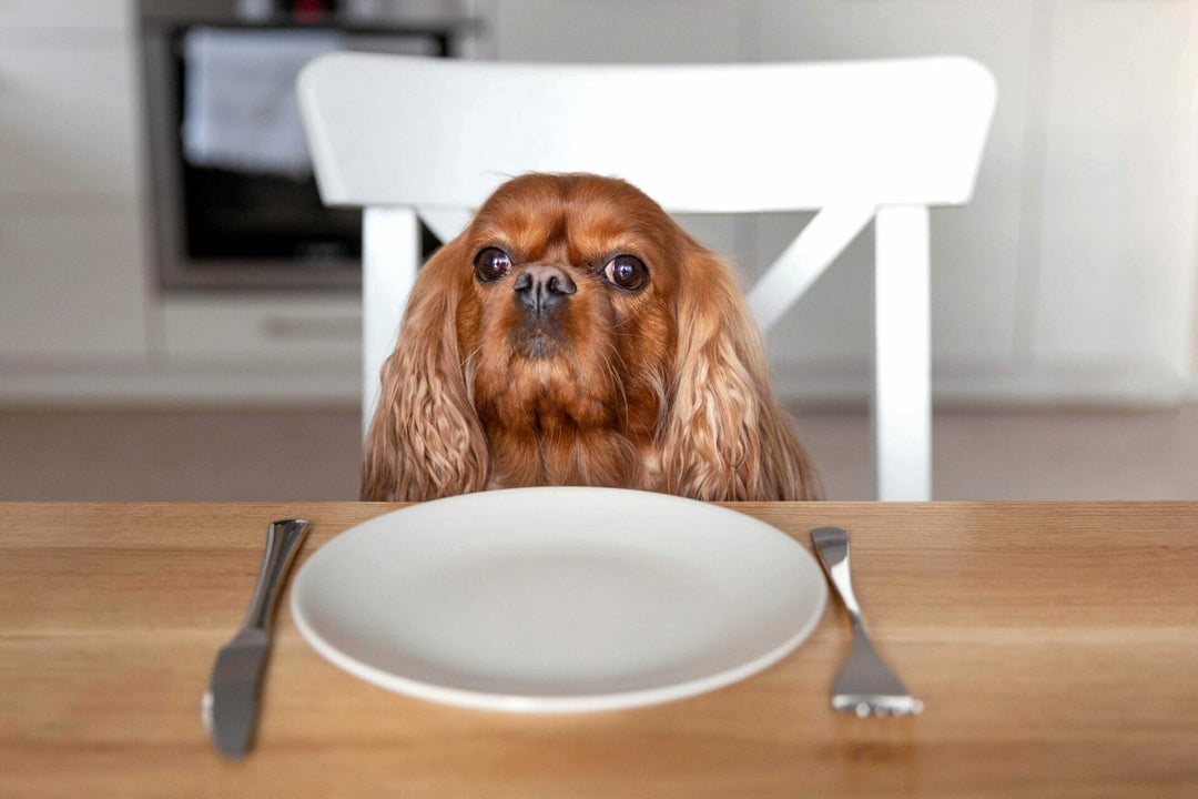 Hunger und Appetit beim Hund