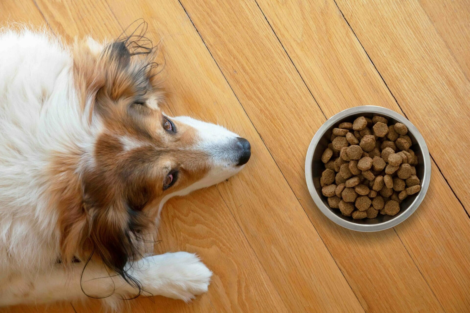 Nervenkrankheiten bei Hunden