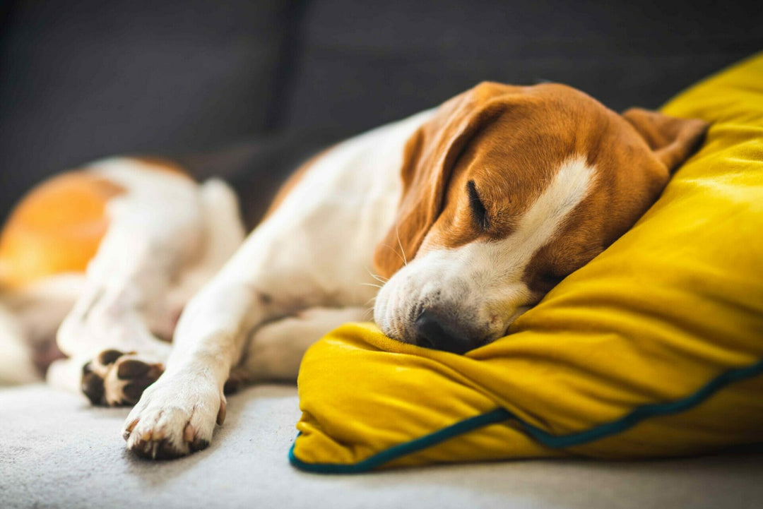 Hund in der Rekonvaleszenz